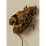 Load image into Gallery viewer, Smoking Rose Oil 30ml
