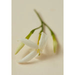 Load image into Gallery viewer, Rumi Scented Oil 30ml
